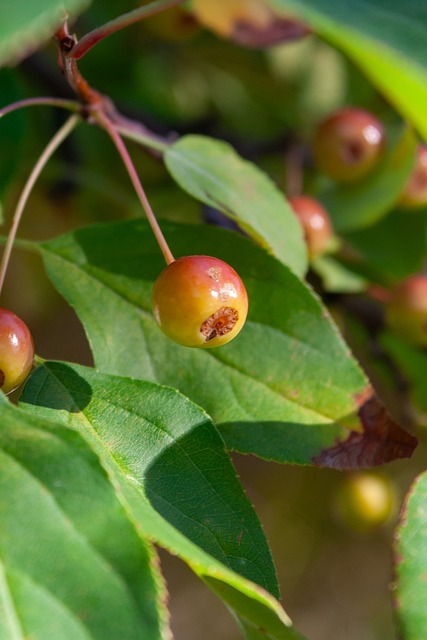 仅让菲律宾 仅让菲律宾