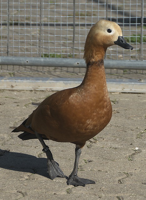 平局占据了